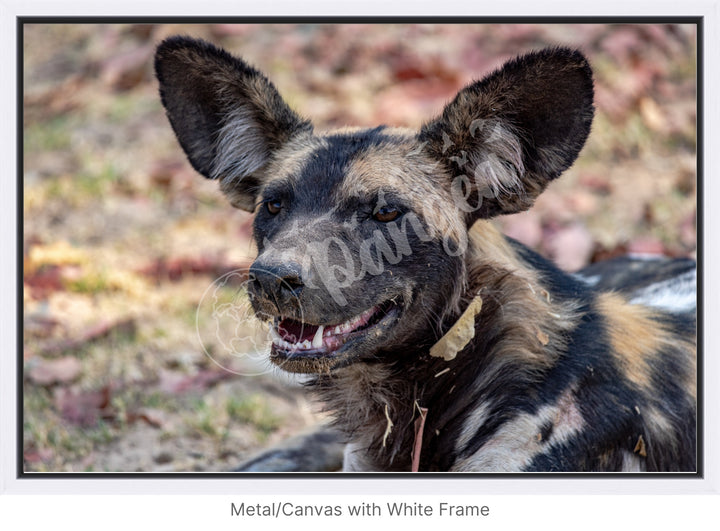 African Safari Wall Art: The Wild Dog Headshot