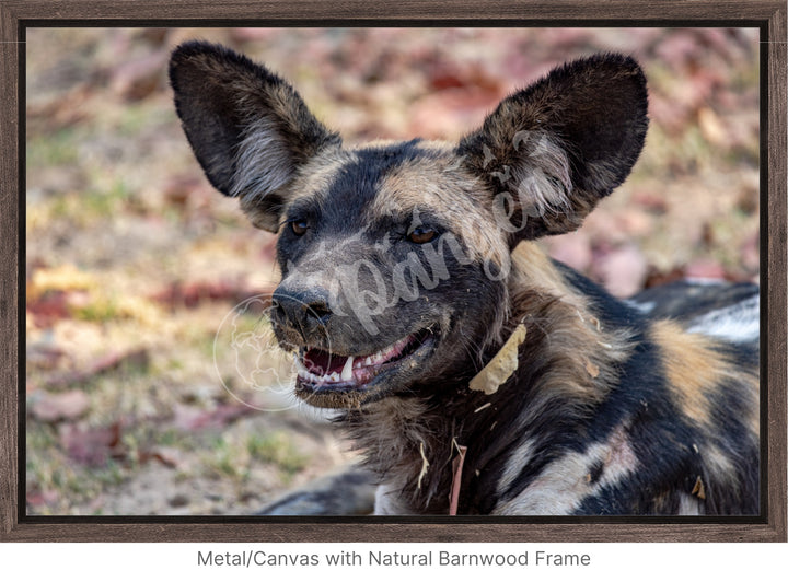 African Safari Wall Art: The Wild Dog Headshot