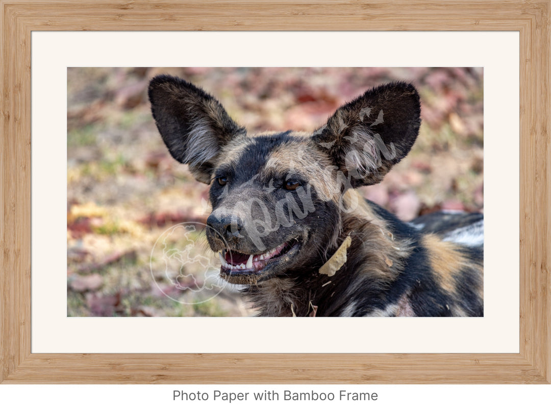 African Safari Wall Art: The Wild Dog Headshot