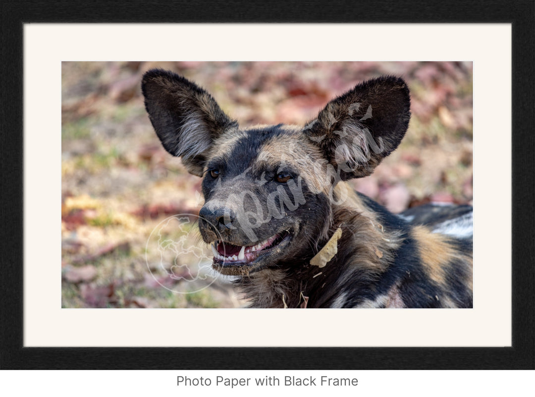 African Safari Wall Art: The Wild Dog Headshot