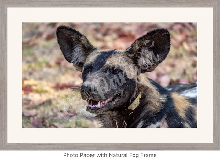 African Safari Wall Art: The Wild Dog Headshot