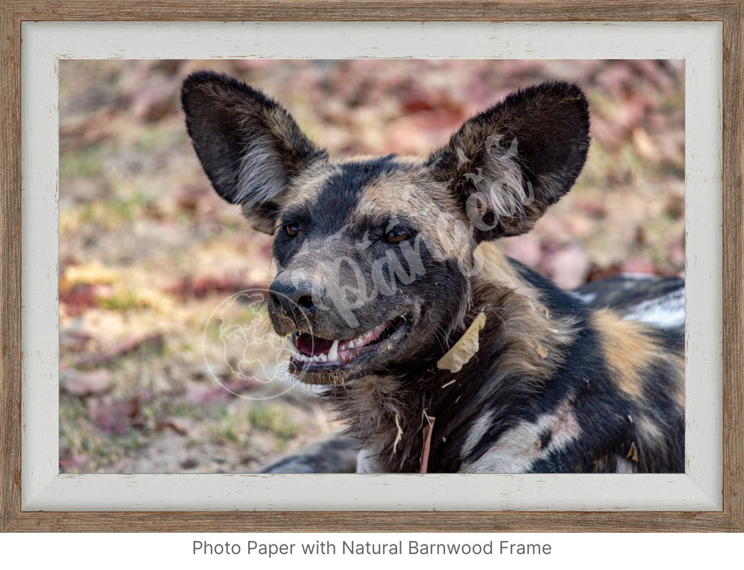 African Safari Wall Art: The Wild Dog Headshot