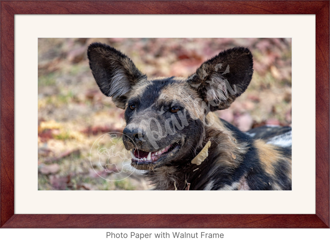 African Safari Wall Art: The Wild Dog Headshot