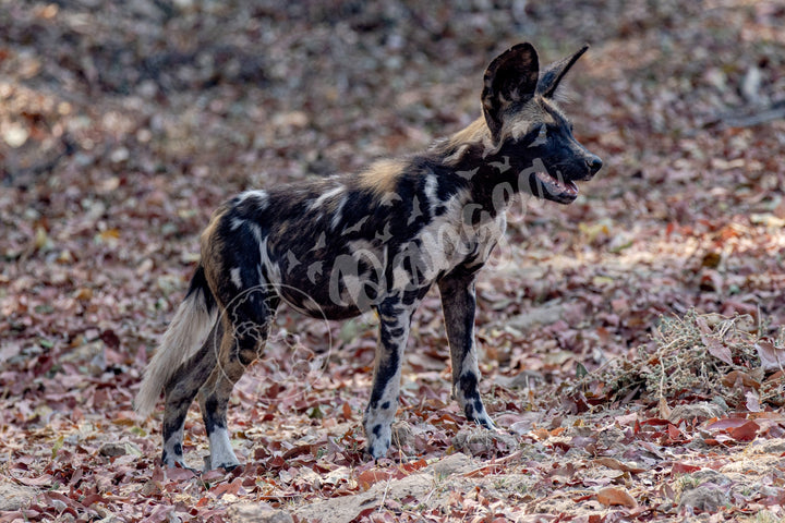 African Safari Wall Art: Colors of the Wild Dog