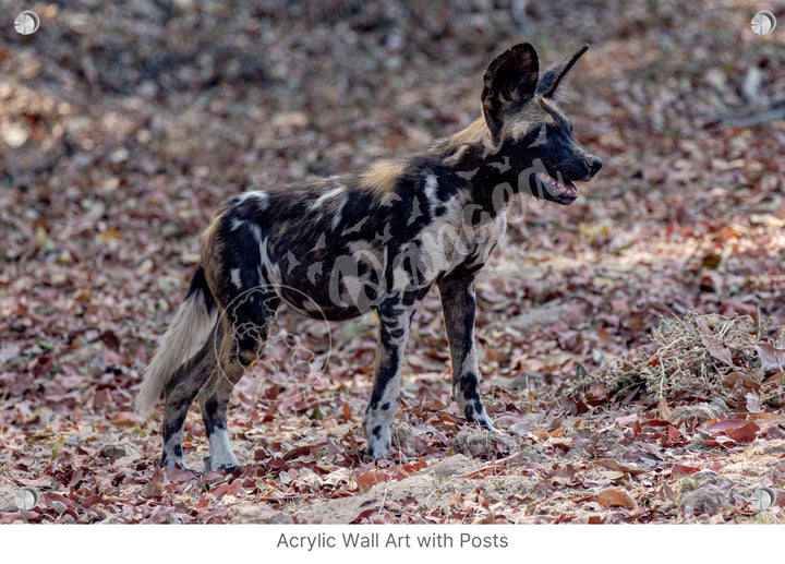 African Safari Wall Art: Colors of the Wild Dog