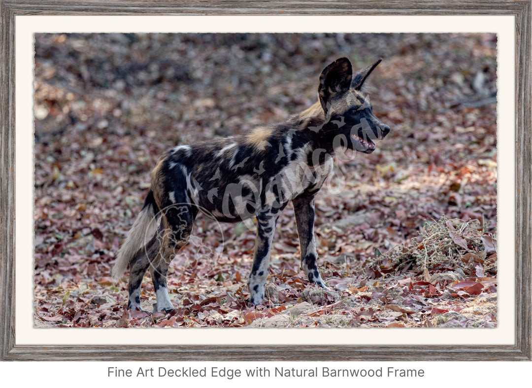 African Safari Wall Art: Colors of the Wild Dog