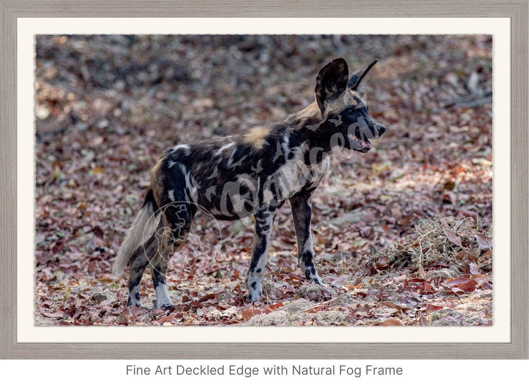 African Safari Wall Art: Colors of the Wild Dog