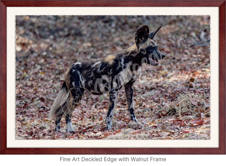 African Safari Wall Art: Colors of the Wild Dog