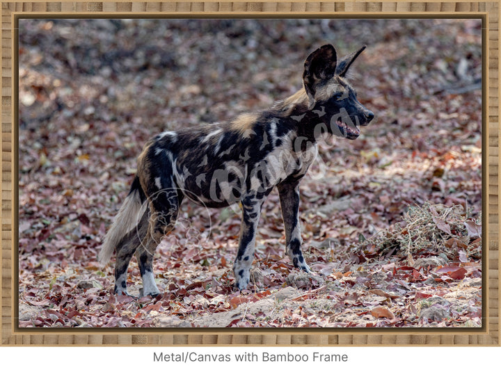 African Safari Wall Art: Colors of the Wild Dog