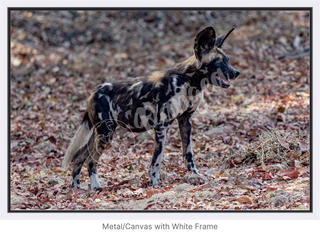 African Safari Wall Art: Colors of the Wild Dog