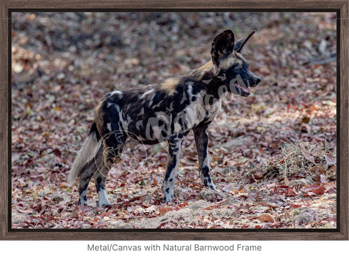 African Safari Wall Art: Colors of the Wild Dog