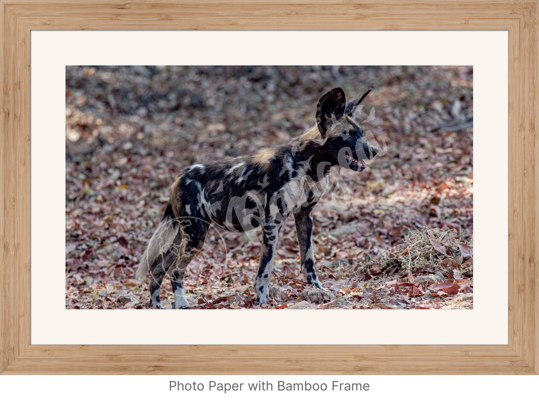 African Safari Wall Art: Colors of the Wild Dog