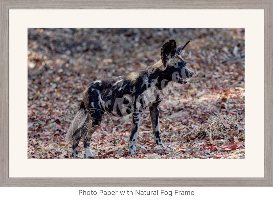 African Safari Wall Art: Colors of the Wild Dog