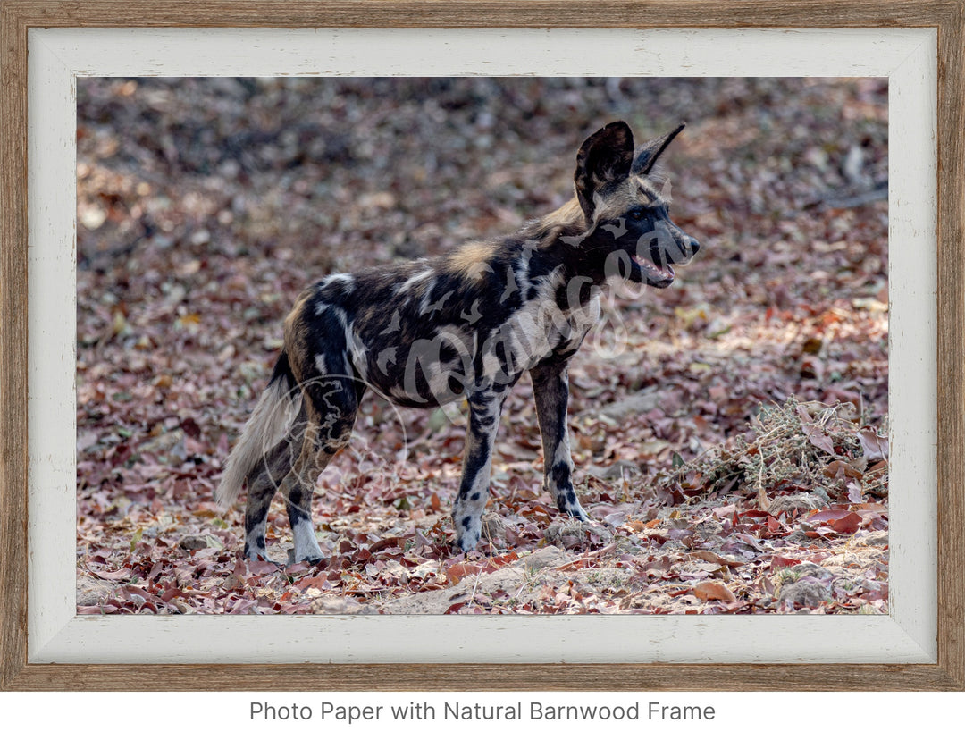 African Safari Wall Art: Colors of the Wild Dog