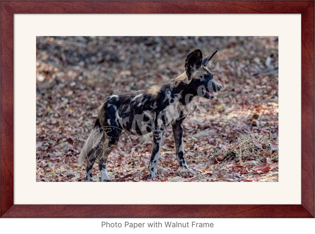 African Safari Wall Art: Colors of the Wild Dog