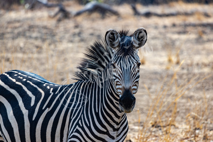 African Safari Wall Art: Zambian Zebra