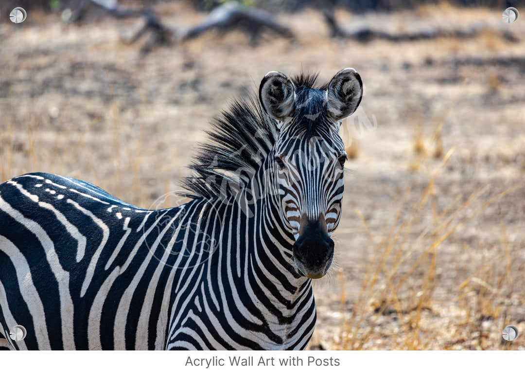 African Safari Wall Art: Zambian Zebra