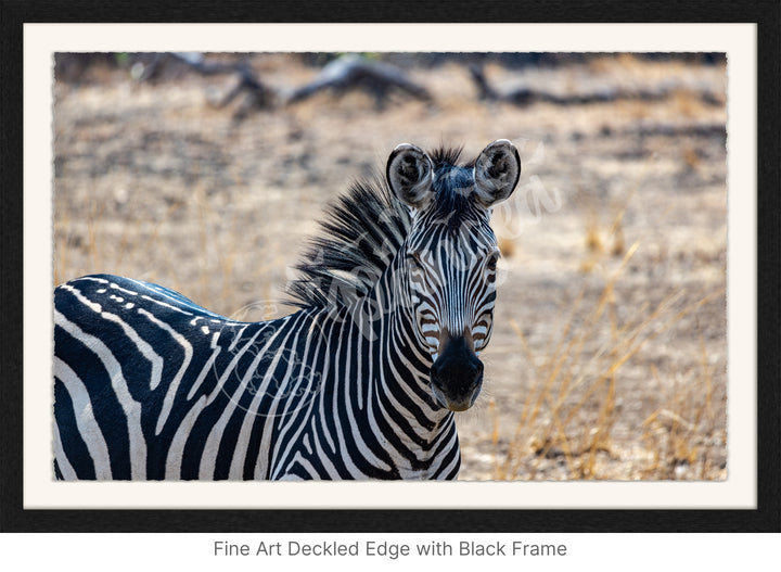 African Safari Wall Art: Zambian Zebra