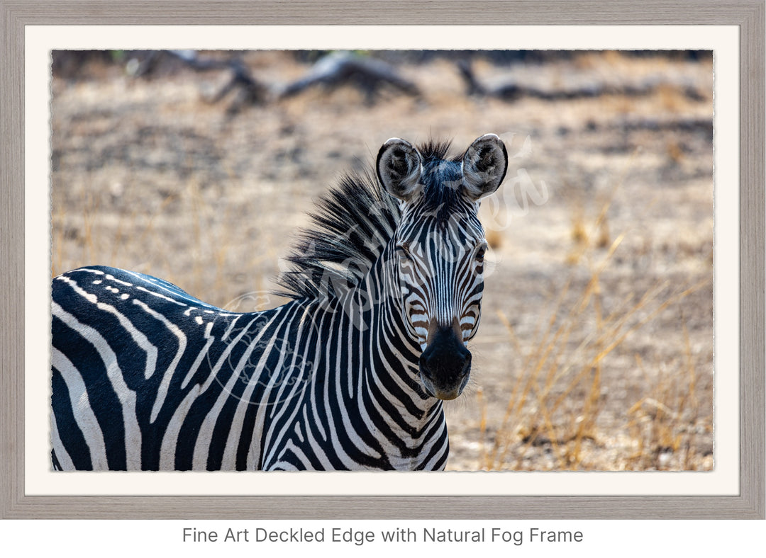 African Safari Wall Art: Zambian Zebra