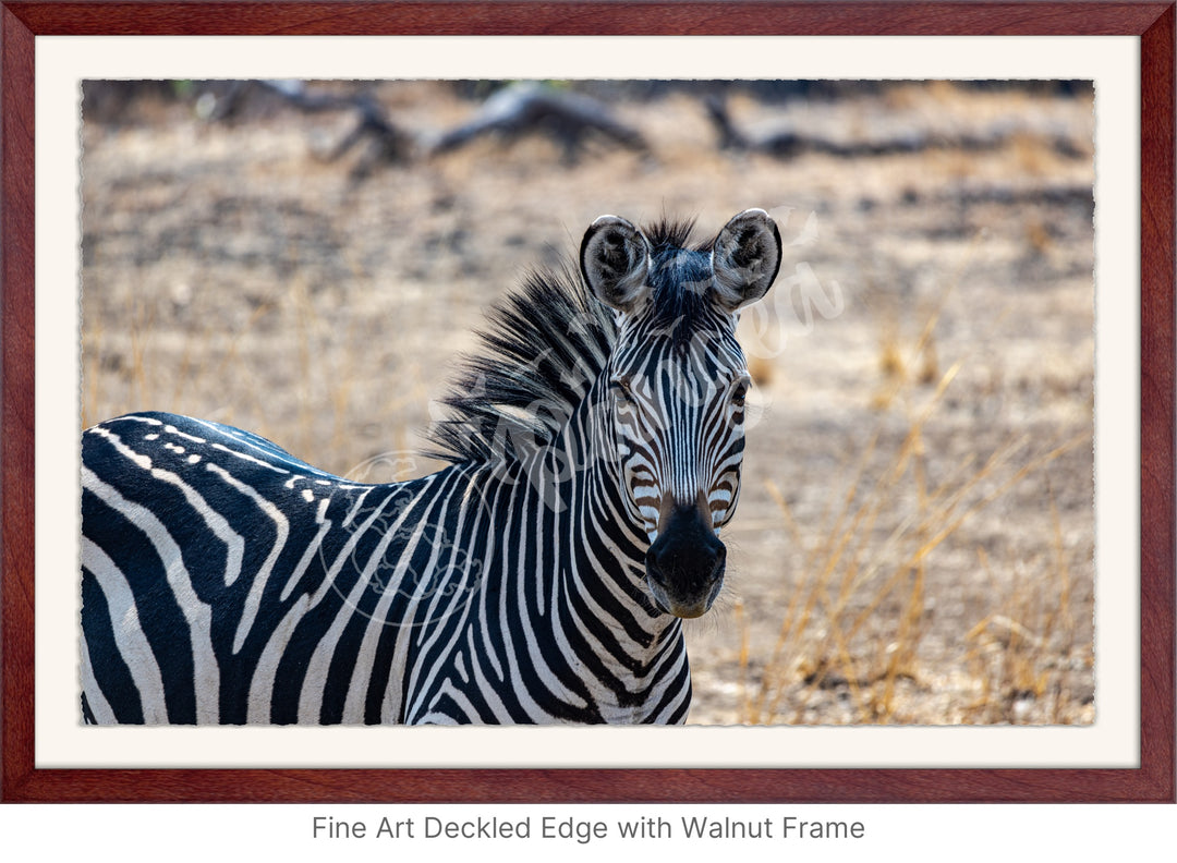 African Safari Wall Art: Zambian Zebra