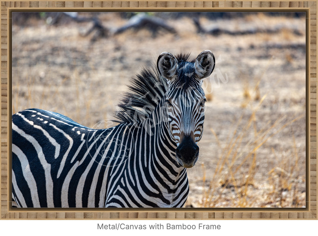 African Safari Wall Art: Zambian Zebra