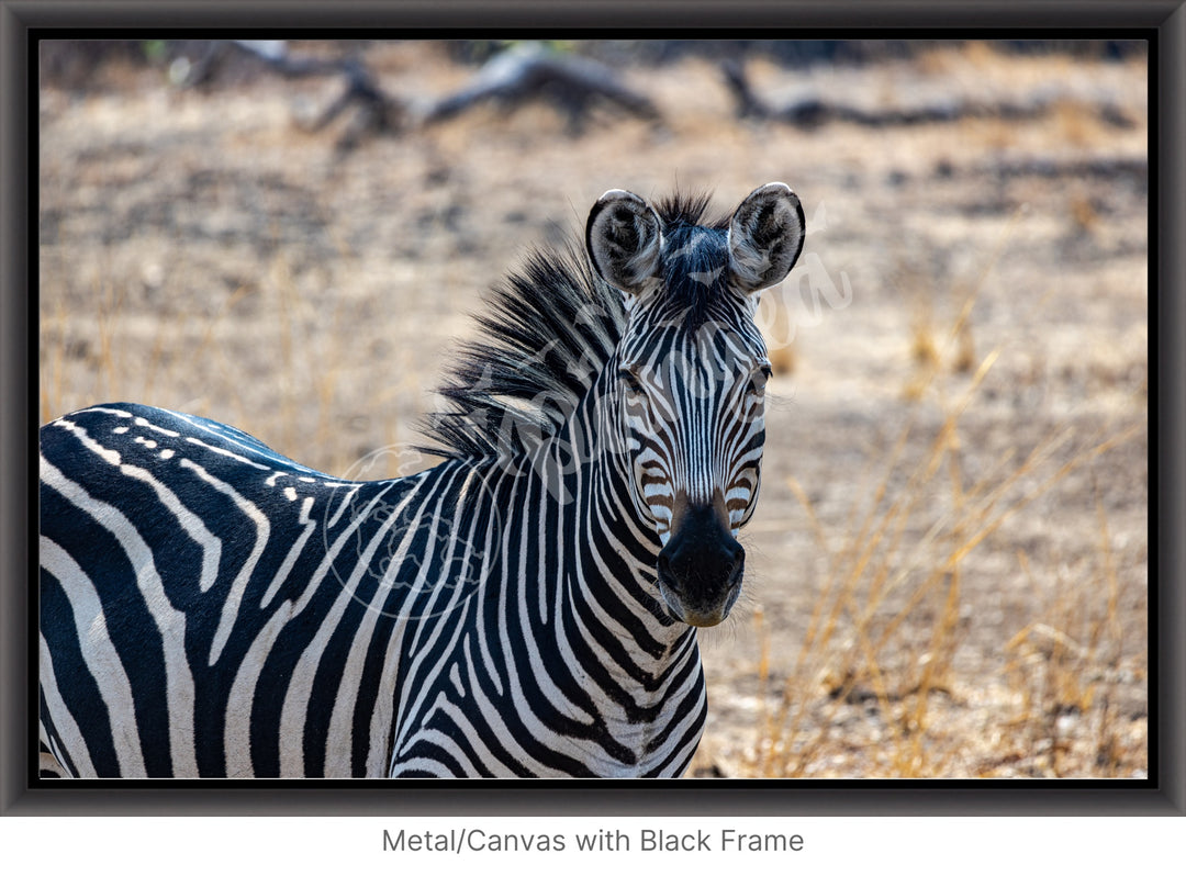 African Safari Wall Art: Zambian Zebra