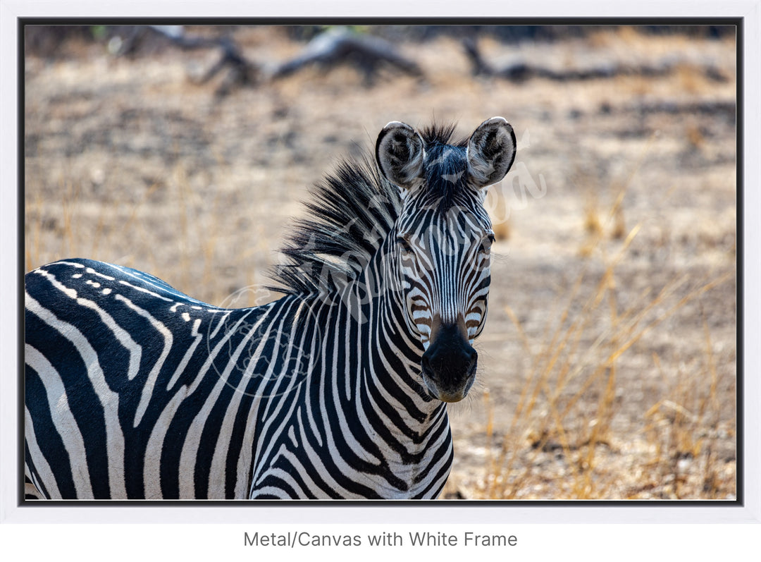 African Safari Wall Art: Zambian Zebra