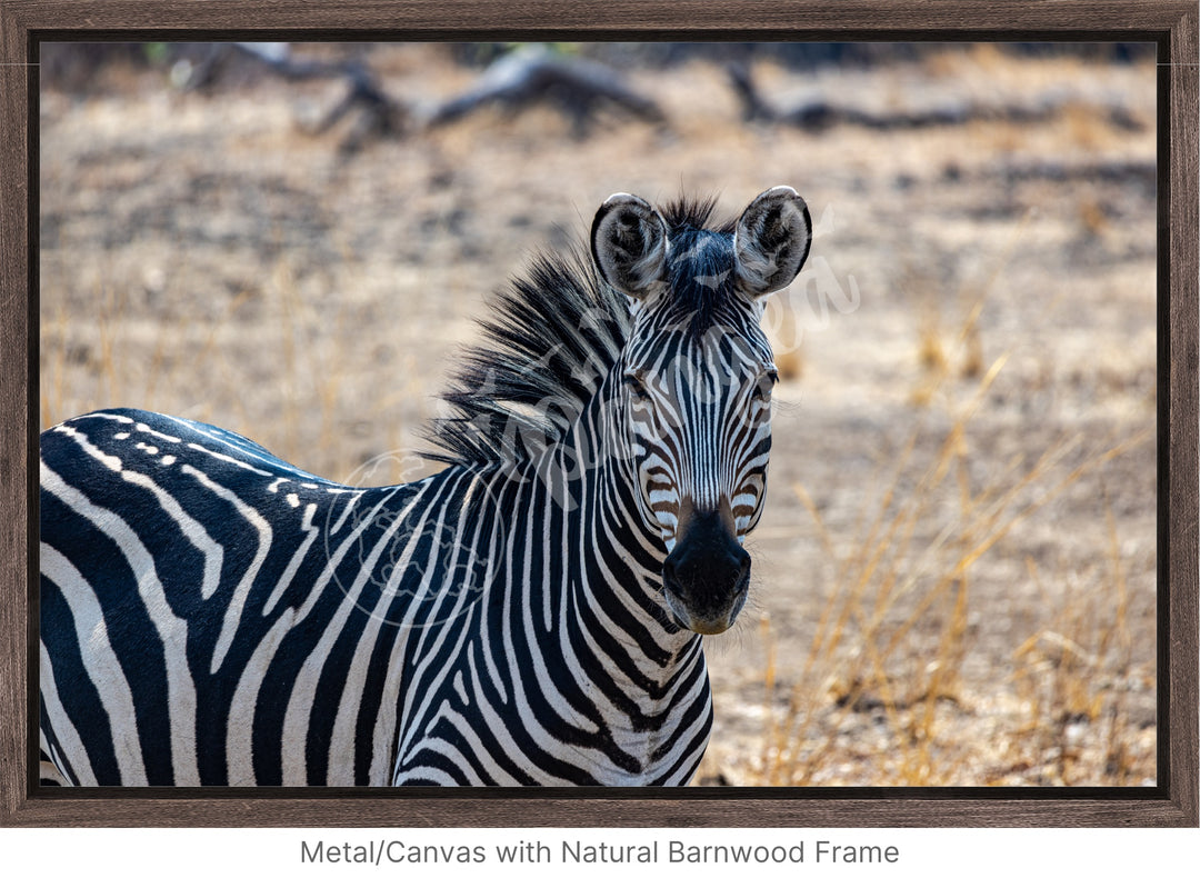 African Safari Wall Art: Zambian Zebra