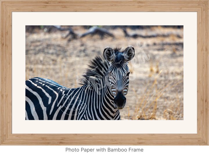 African Safari Wall Art: Zambian Zebra