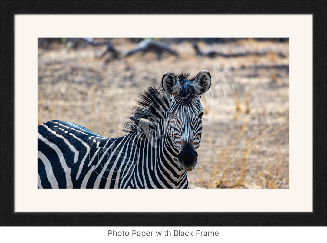 African Safari Wall Art: Zambian Zebra