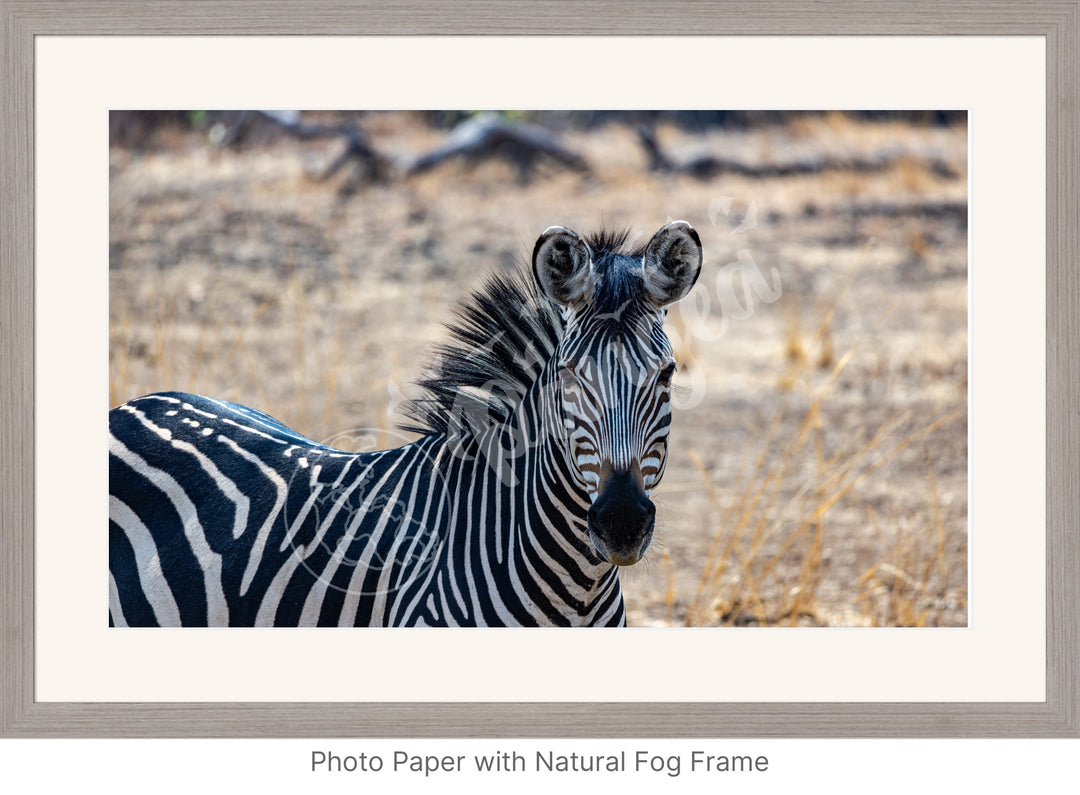 African Safari Wall Art: Zambian Zebra