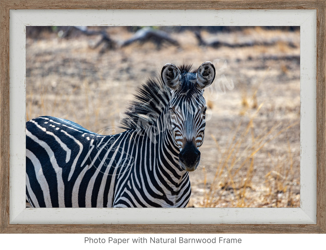 African Safari Wall Art: Zambian Zebra