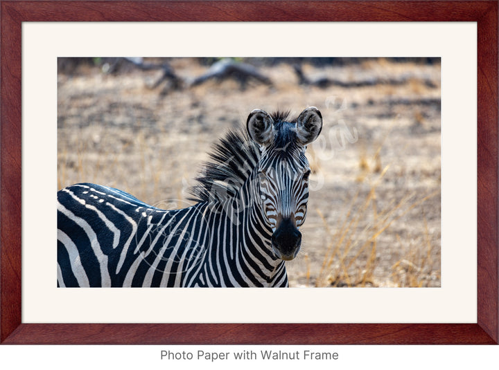 African Safari Wall Art: Zambian Zebra