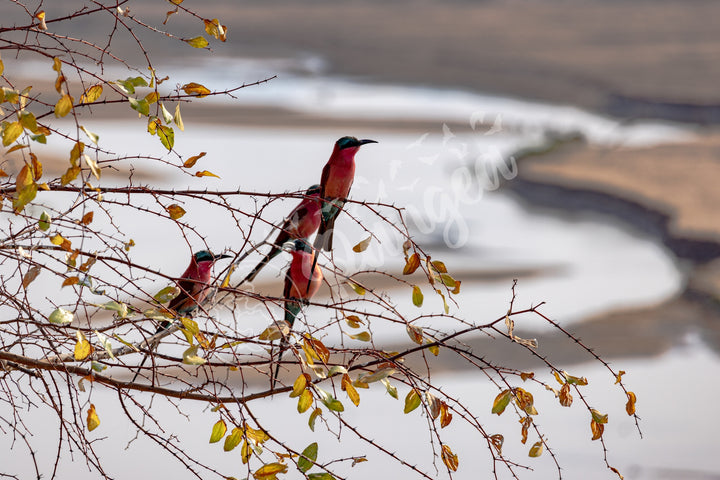 African Safari Wall Art: Carmine Bee Eaters