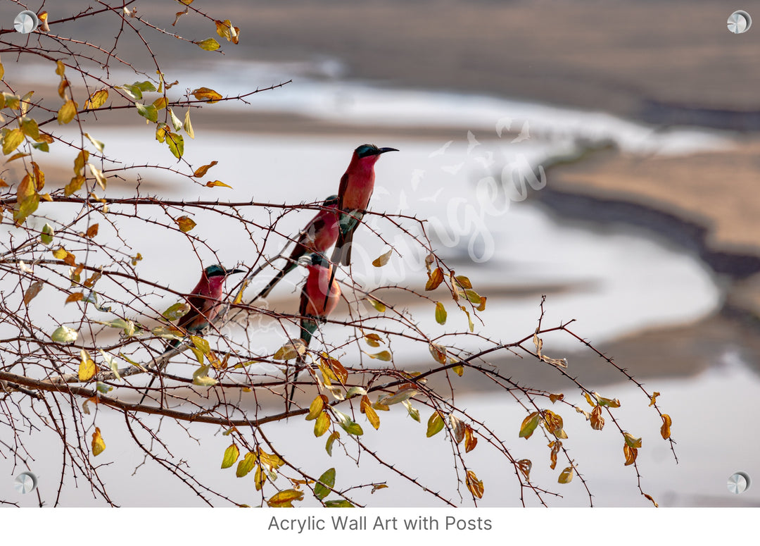 African Safari Wall Art: Carmine Bee Eaters