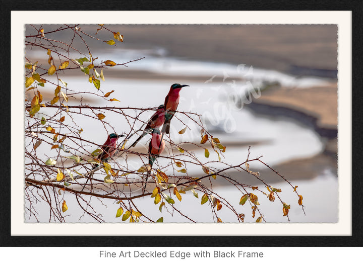 African Safari Wall Art: Carmine Bee Eaters