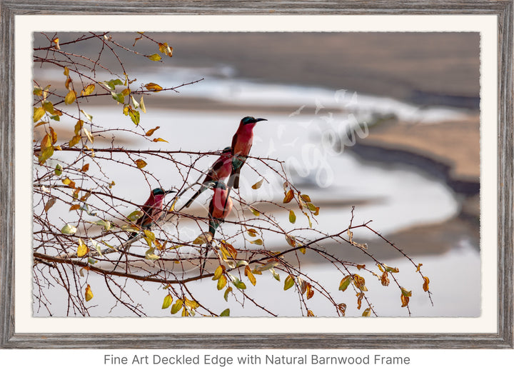 African Safari Wall Art: Carmine Bee Eaters