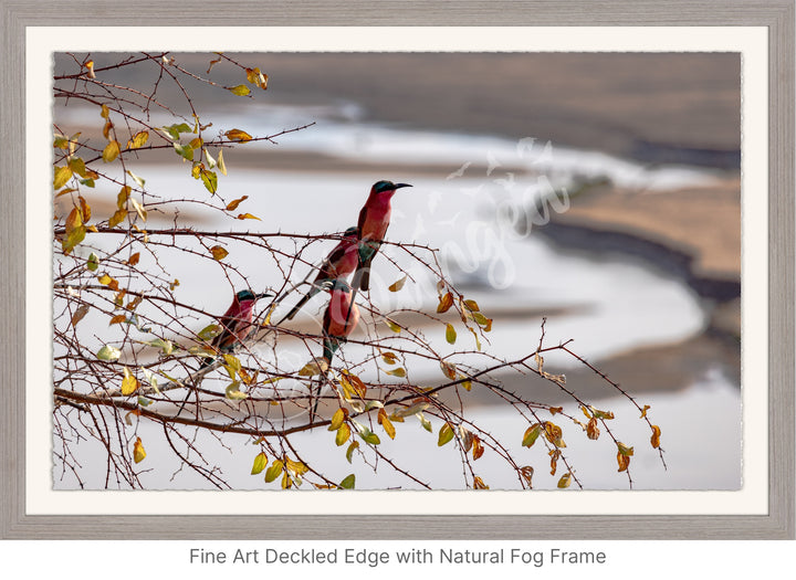 African Safari Wall Art: Carmine Bee Eaters