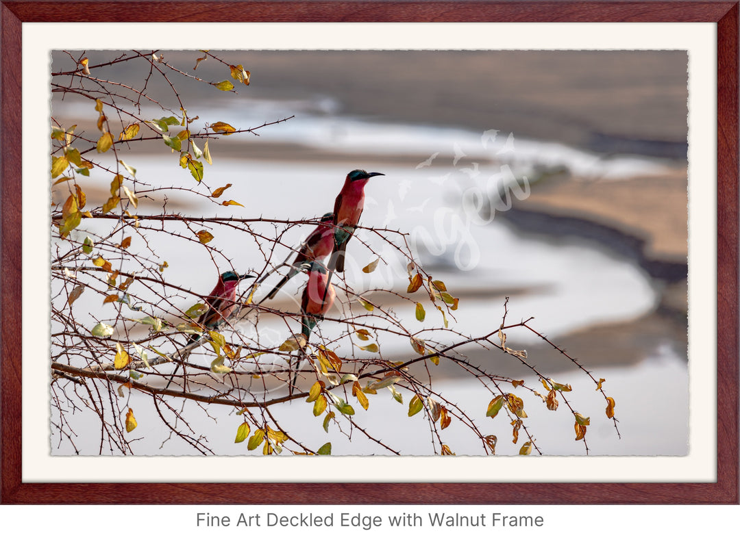 African Safari Wall Art: Carmine Bee Eaters