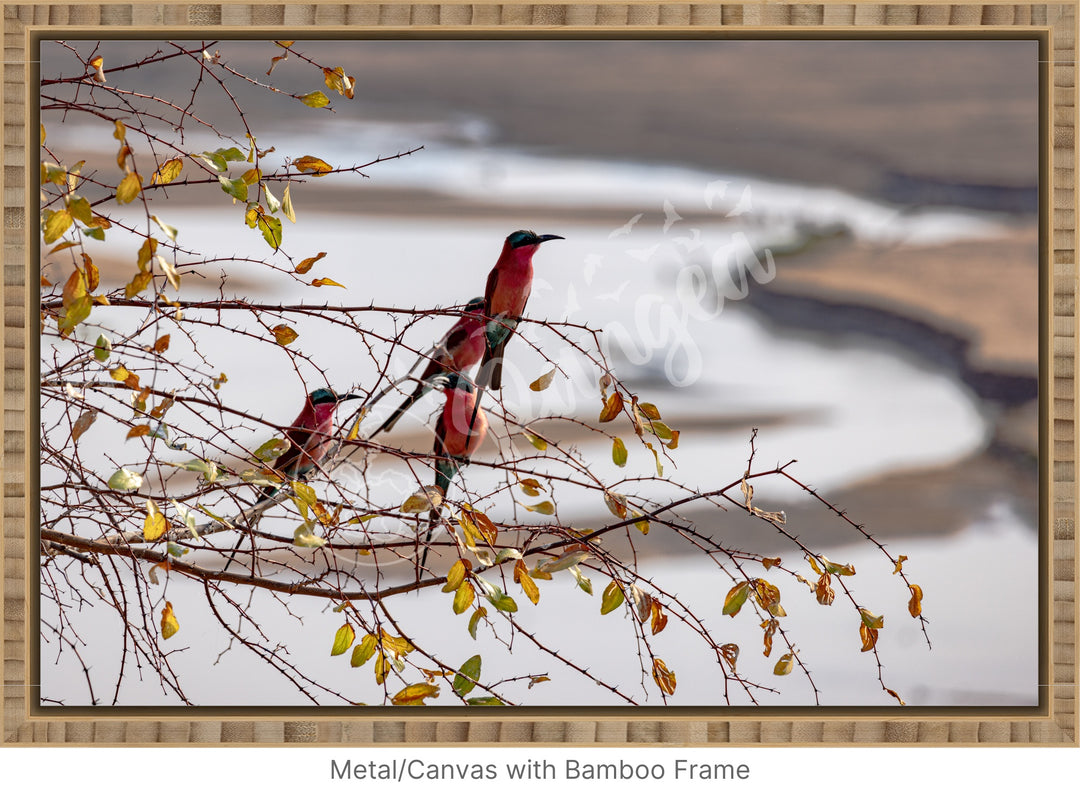 African Safari Wall Art: Carmine Bee Eaters