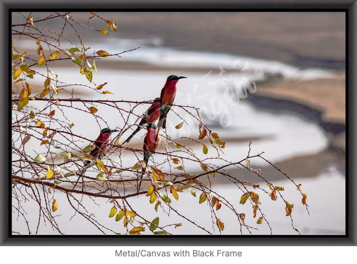 African Safari Wall Art: Carmine Bee Eaters