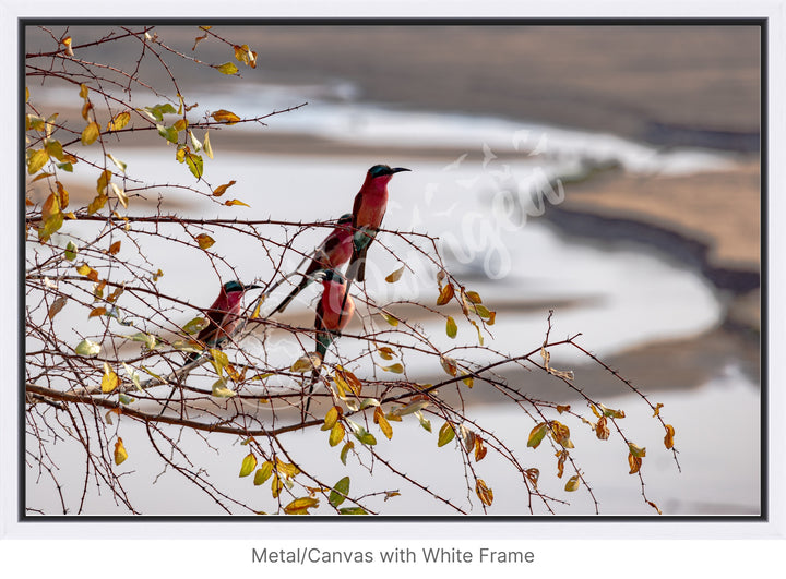 African Safari Wall Art: Carmine Bee Eaters