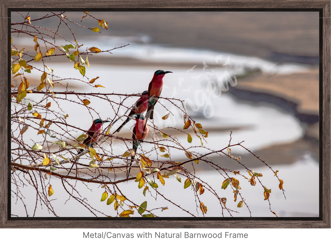 African Safari Wall Art: Carmine Bee Eaters