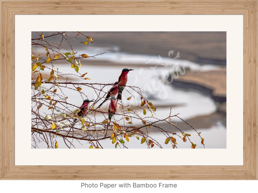 African Safari Wall Art: Carmine Bee Eaters