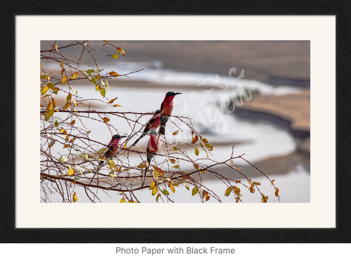 African Safari Wall Art: Carmine Bee Eaters