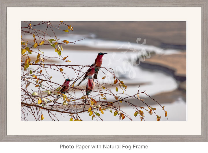 African Safari Wall Art: Carmine Bee Eaters