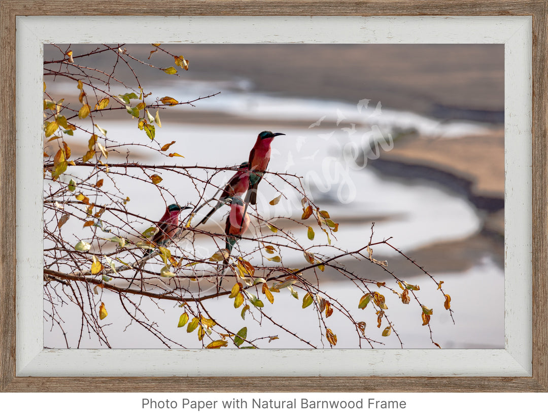 African Safari Wall Art: Carmine Bee Eaters