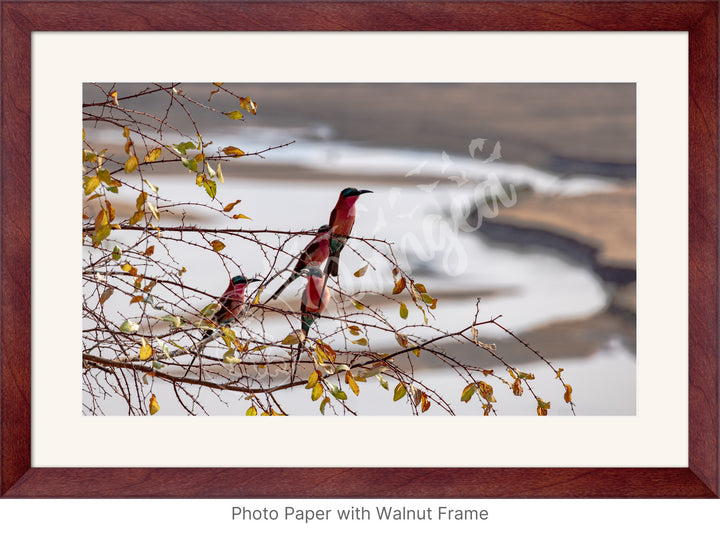 African Safari Wall Art: Carmine Bee Eaters