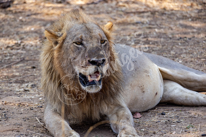 African Safari Wall Art: Lion Slipping into a Food Coma