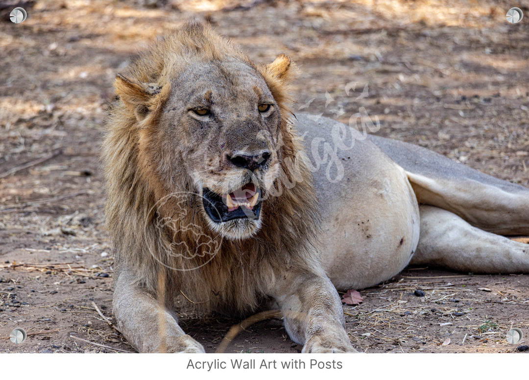 African Safari Wall Art: Lion Slipping into a Food Coma